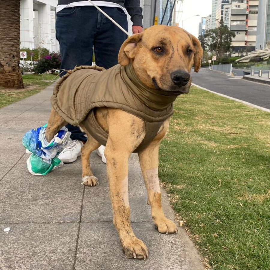  | Raza Mestizo, cruza de Labrador | Encontrado