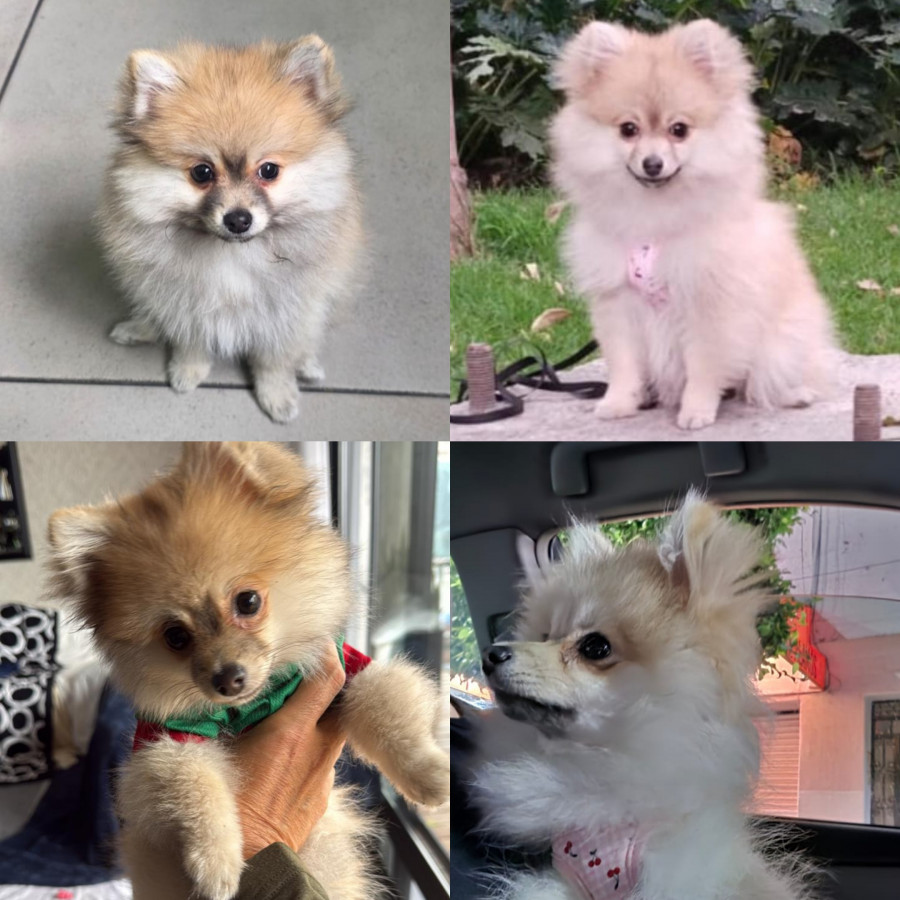 HABIBI | Raza Pomerania | Perdida