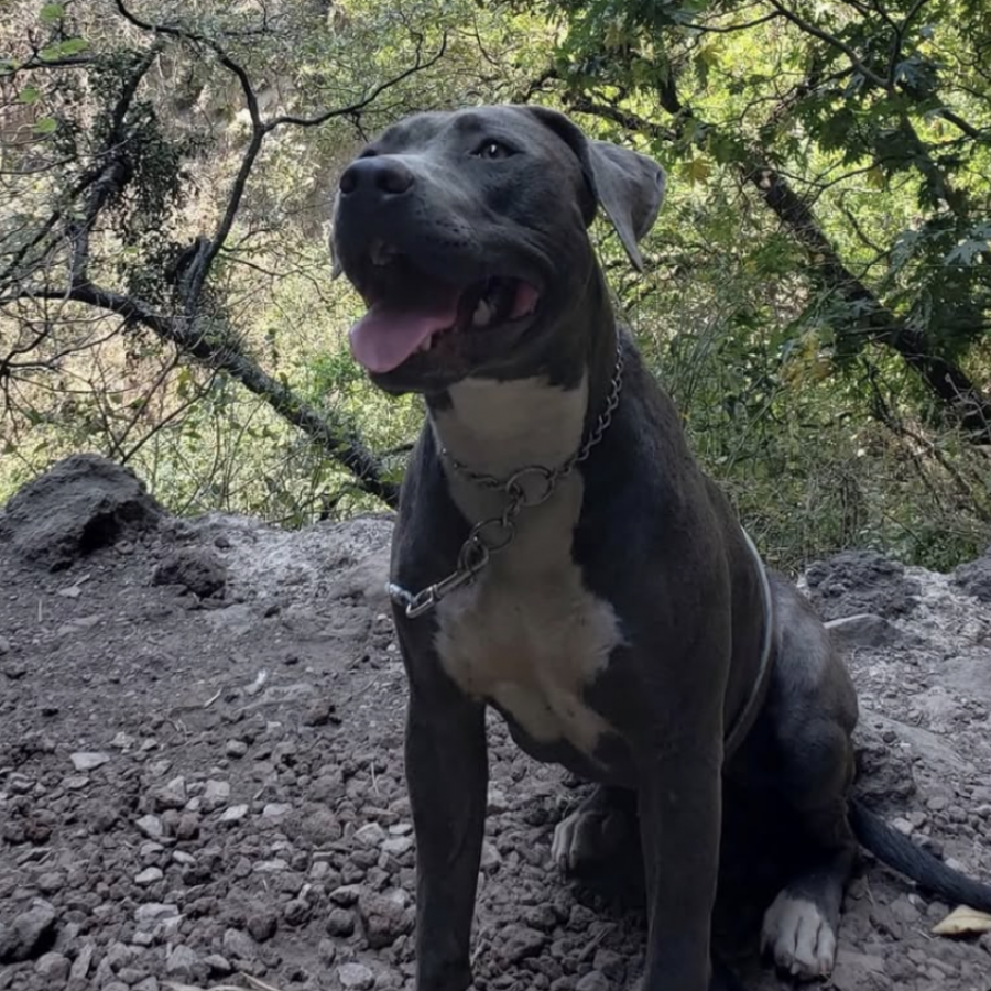 DAISY | Raza American Pitbull Terrier | Final Feliz