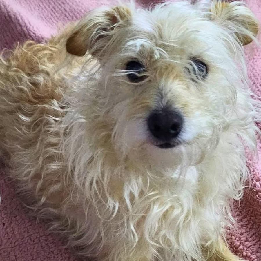 BOLO | Raza Mestiza | Perdida