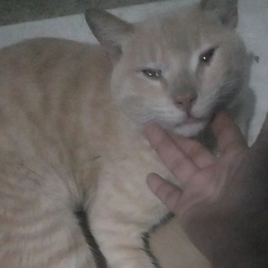  | Raza Doméstico Américano de Pelo Corto | Encontrado