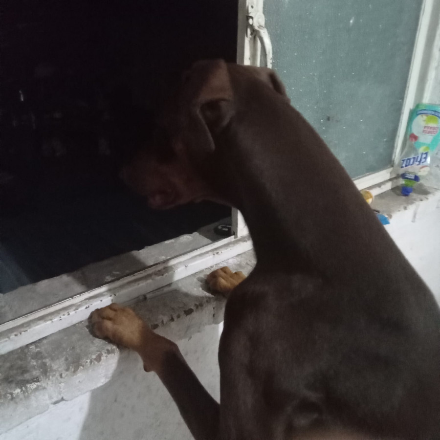 ECO,  PELLITO BEBÉ | Raza Dóberman Pinscher | Final Feliz