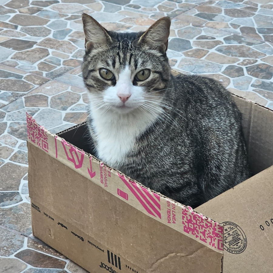 BEBÉ | Raza Doméstico Américano de Pelo Corto | Perdido