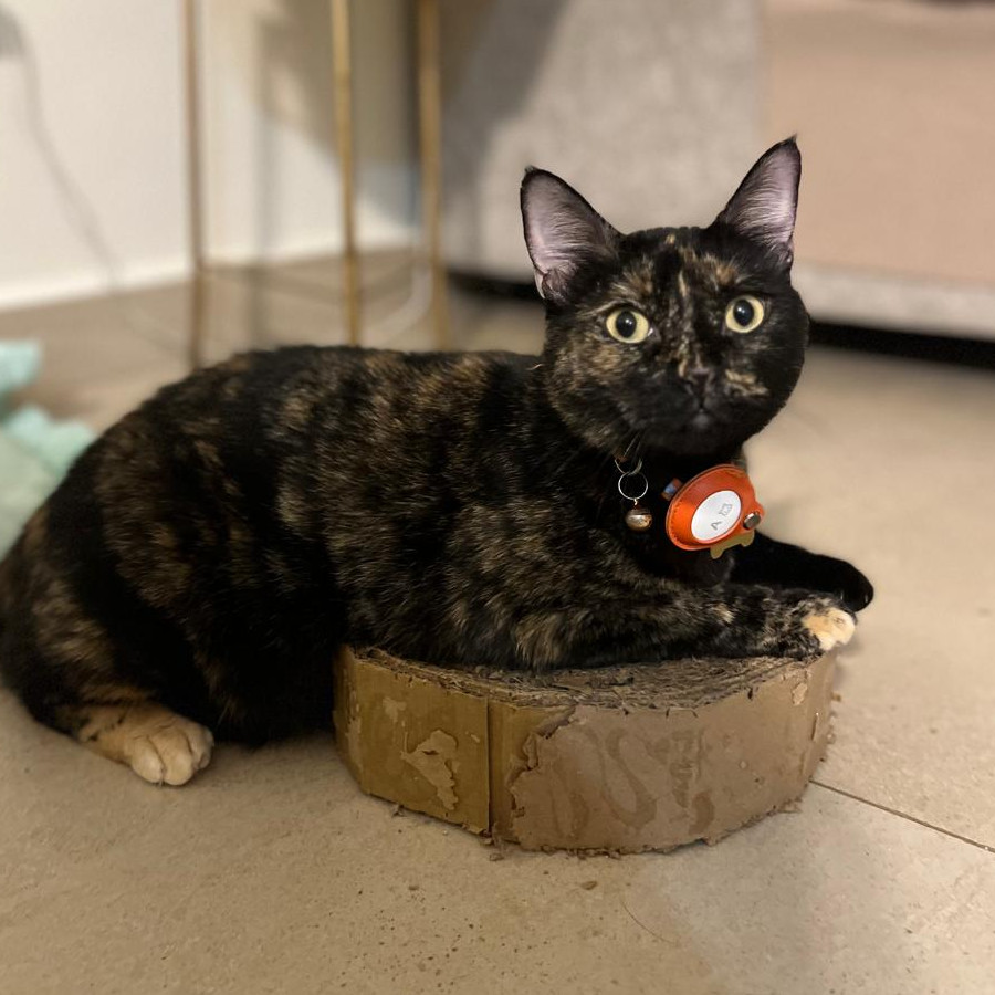 AKIRA | Raza Calicó carey de pelo corto | Perdida