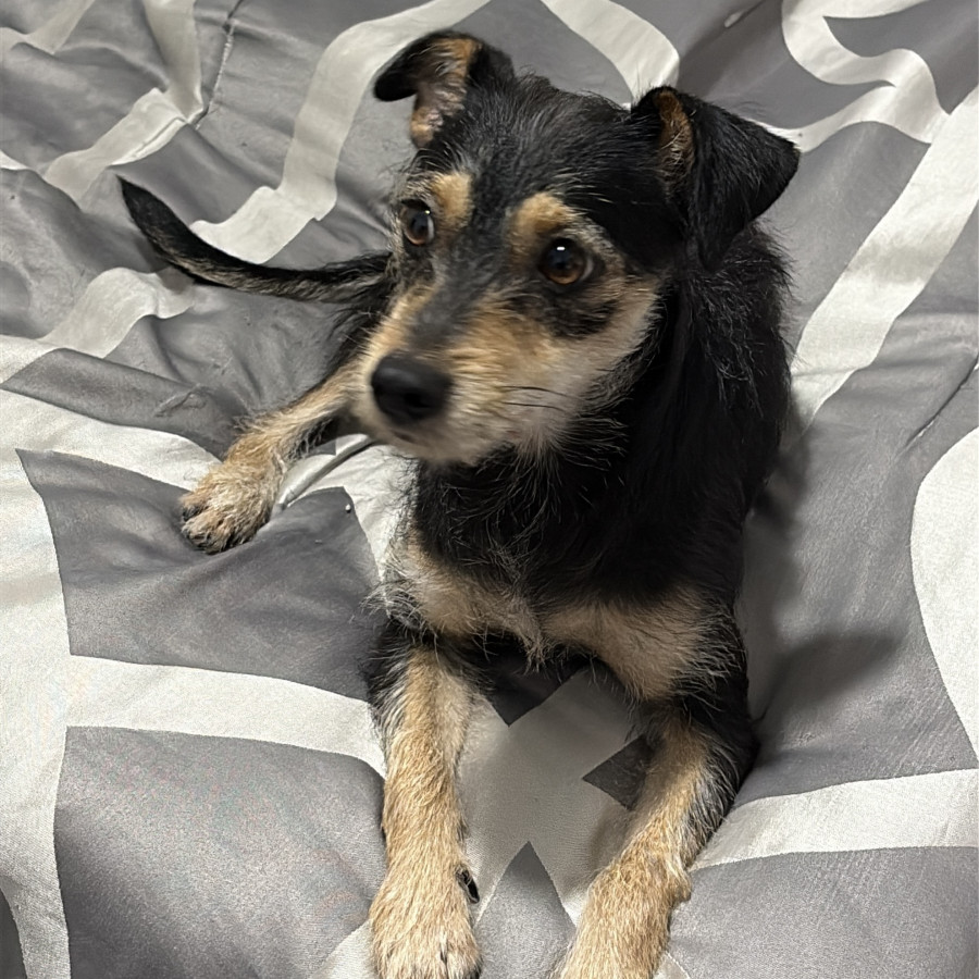 LUNA | Raza Mestiza | Perdida