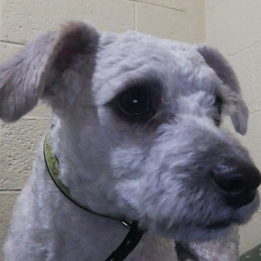 PANCHO | Raza Mestizo, cruza de French Poodle | Perdido
