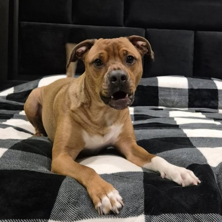 CANELO | Raza Mestizo, cruza de American Pitbull Terrier | Perdido