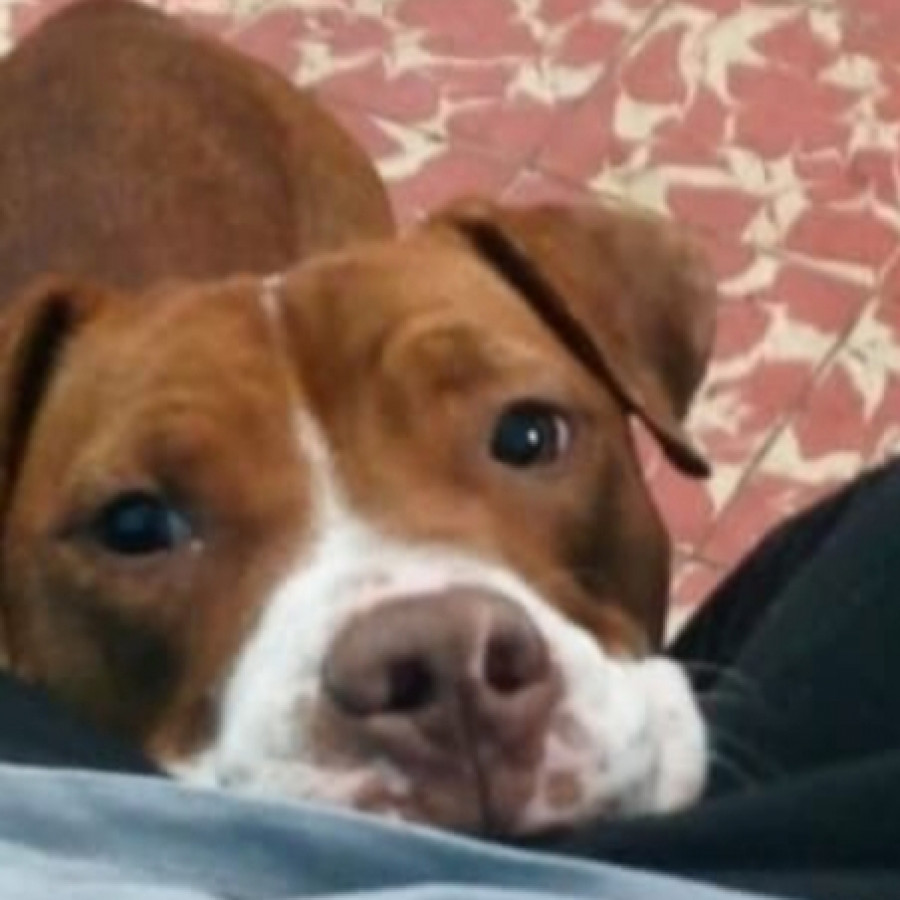 ÁMBER | Raza American Pitbull Terrier | Perdida