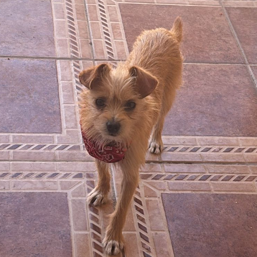 RAMBO | Raza Mestizo | Perdido