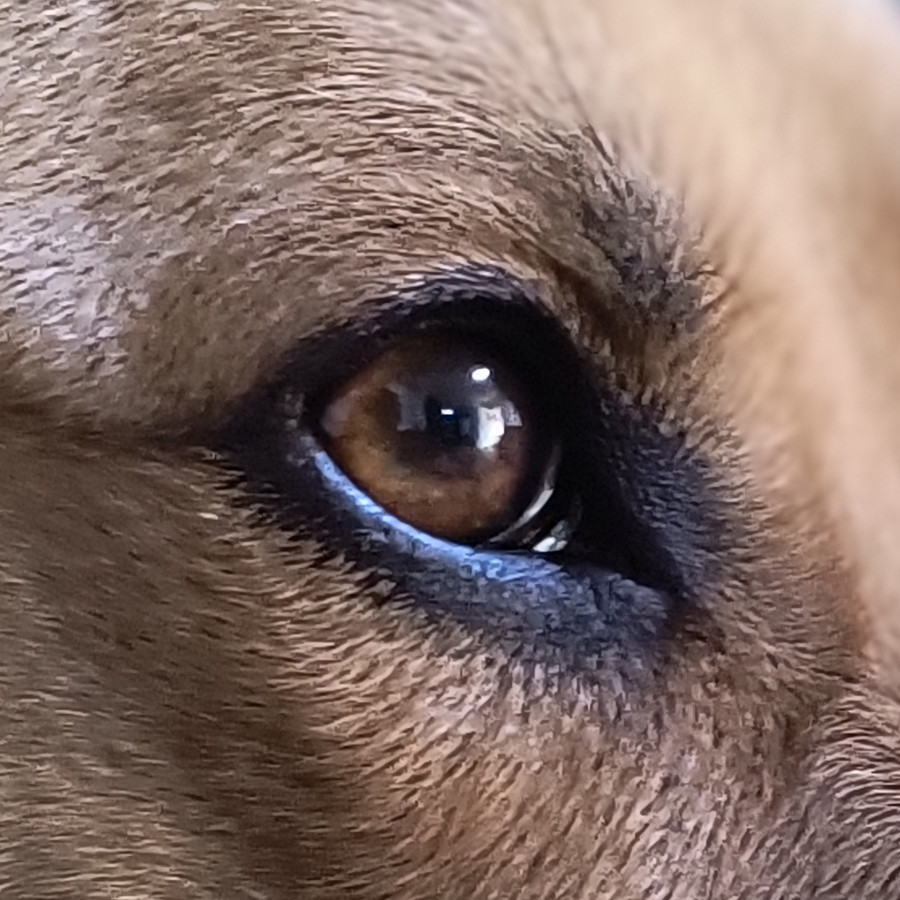 NALA | Raza Mestiza, cruza de Pastor Belga Malinois con Labrador | Perdida