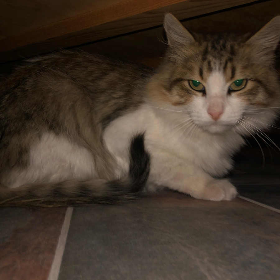 APPA | Raza Doméstico Americano de pelo semilargo | En Adopción
