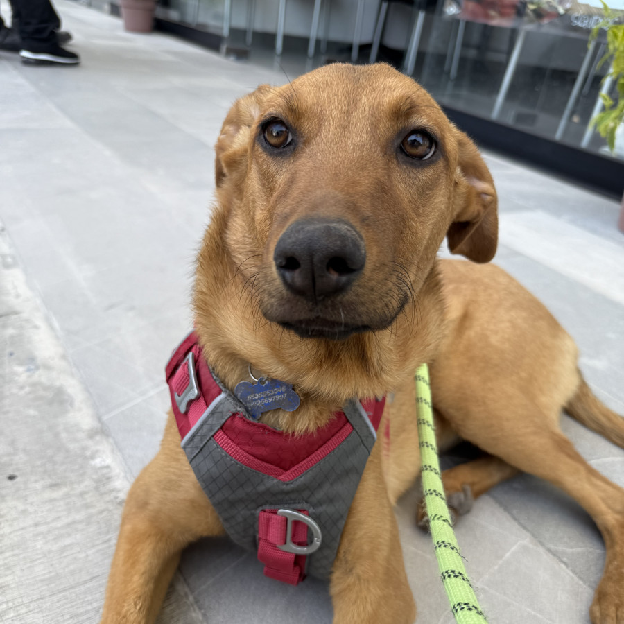 GINGER | Raza Mestiza | En Adopción