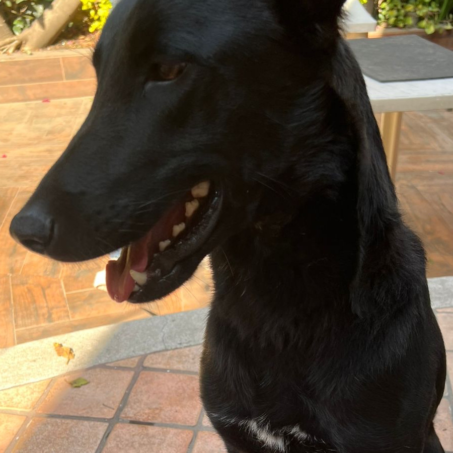  | Raza Pastor Belga Maliniois | Encontrada