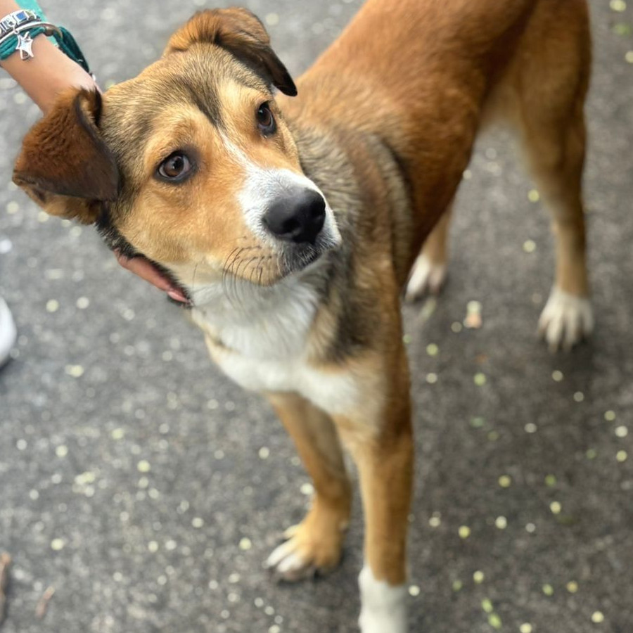 CARAMELO | Raza Mestizo | En Adopción