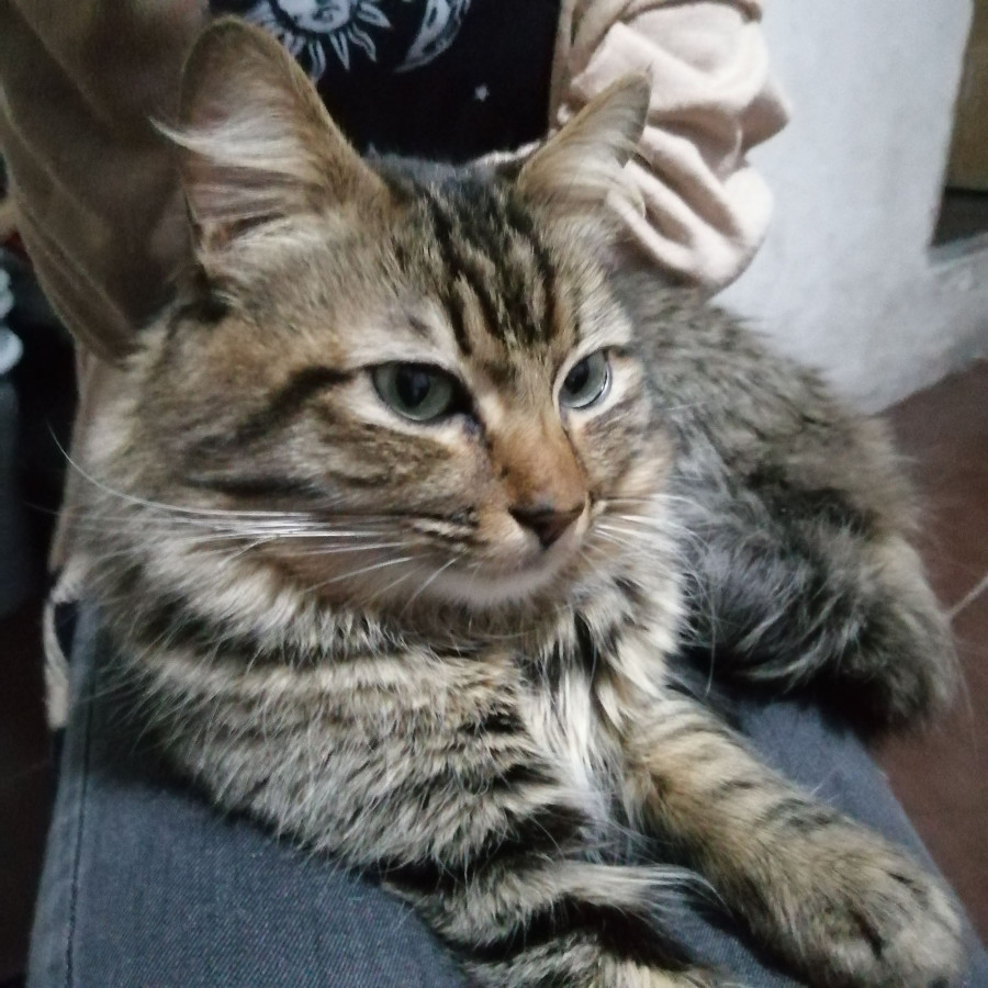 REX | Raza Doméstico Americano de pelo semilargo | Perdido