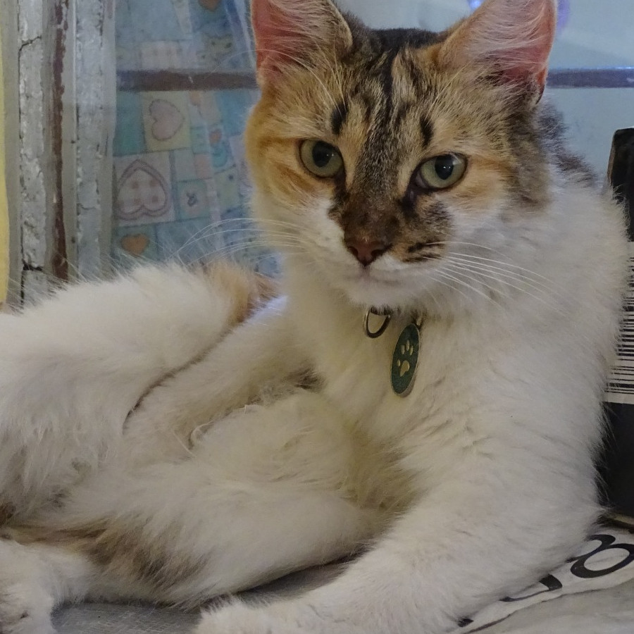 DUQUESA | Raza Calicó de pelo semilargo | Perdida