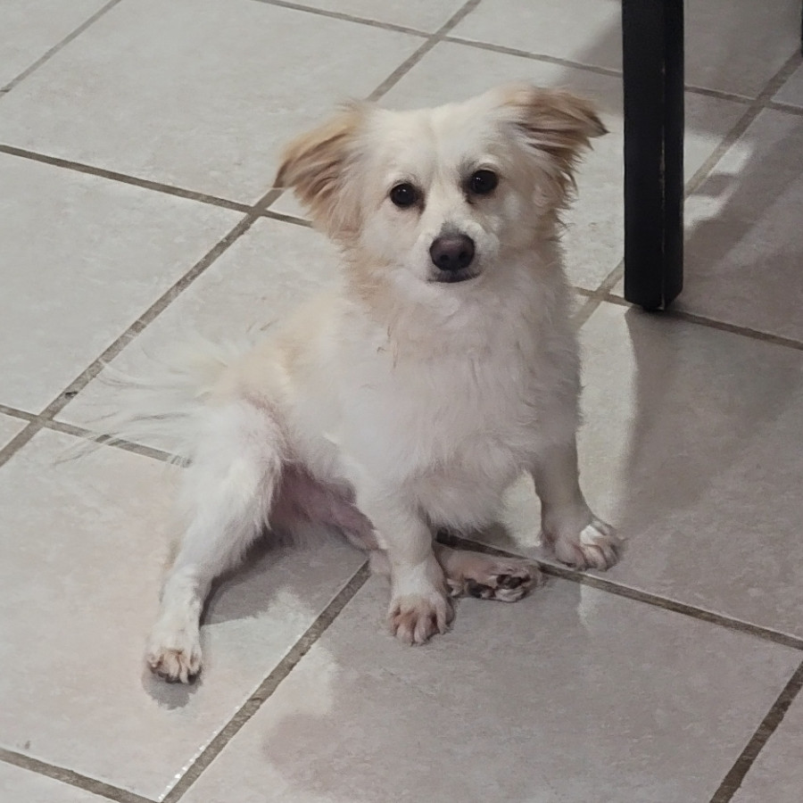 COCO | Raza Mestizo, cruza de Pomerania | Perdido