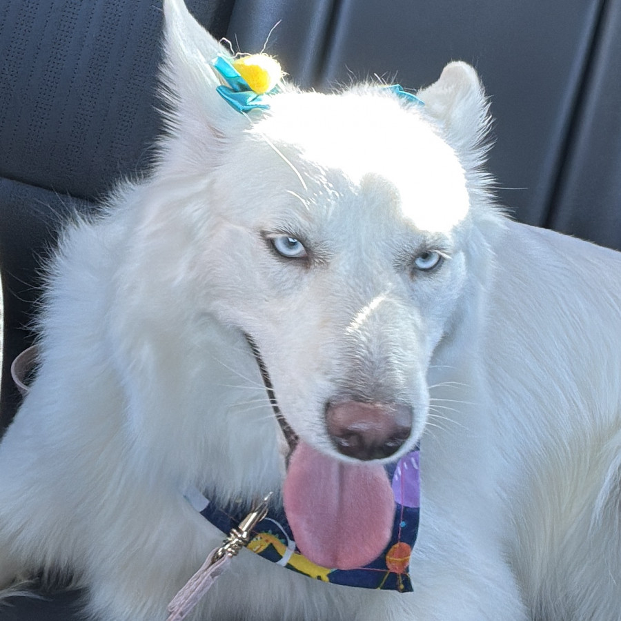 SIMONETA | Raza Husky Siberiano | Perdida