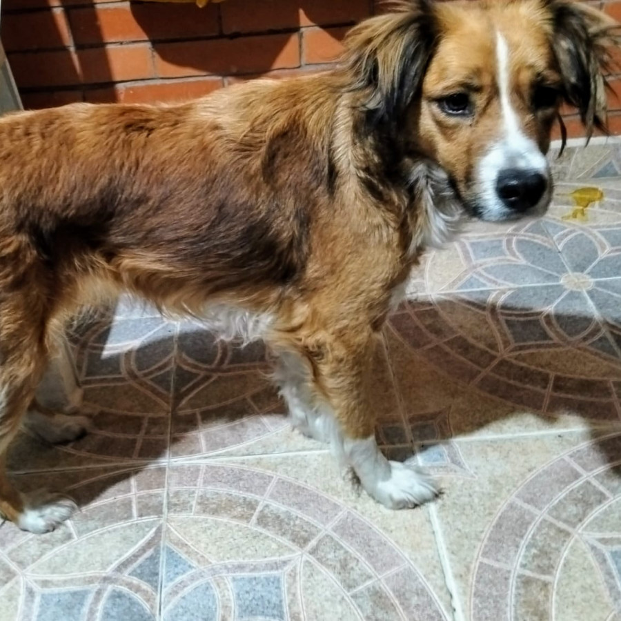 | Raza Mestiza | Encontrada
