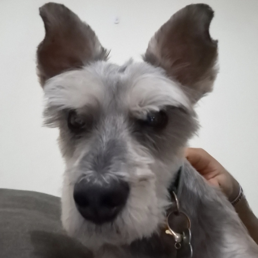 BIGO | Raza Schnauzer | Final Feliz