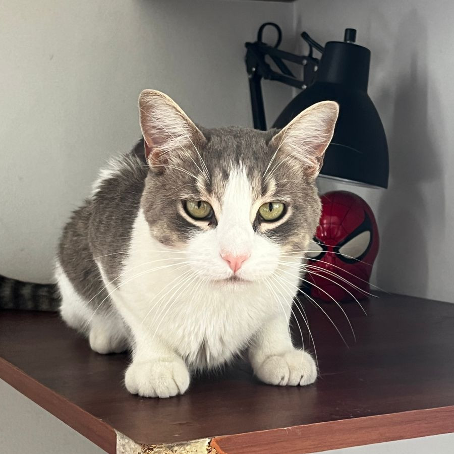 TOMMY | Raza Doméstico Américano de Pelo Corto | Perdido