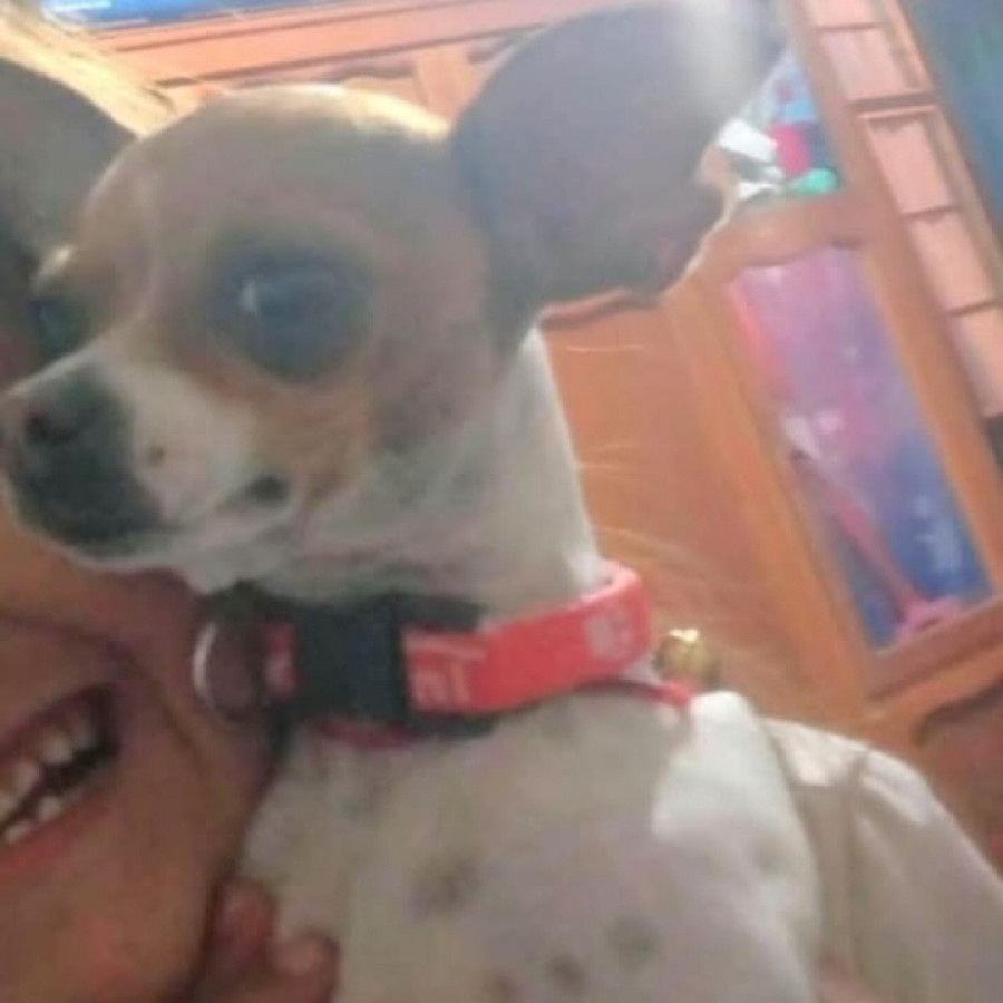 SPIRIT | Raza Chihuahua | Perdida