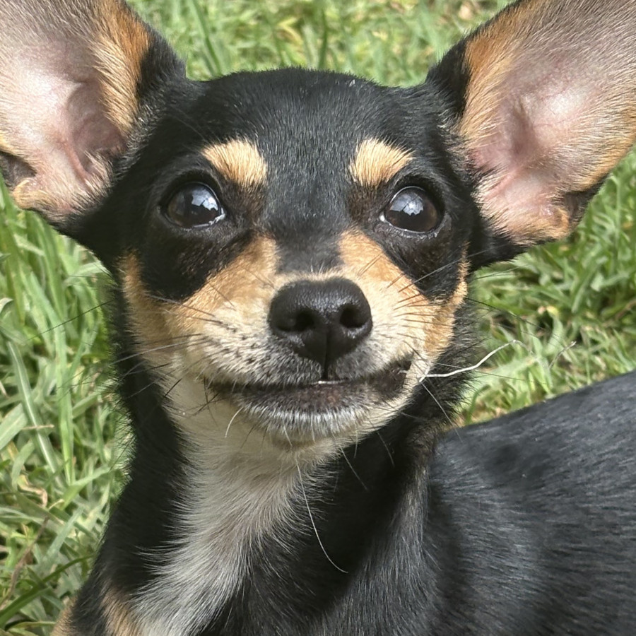 COCA | Raza Chihuahua | Perdida