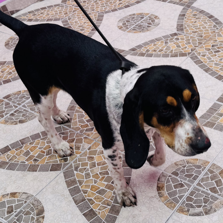  | Raza Coonhound | Encontrada