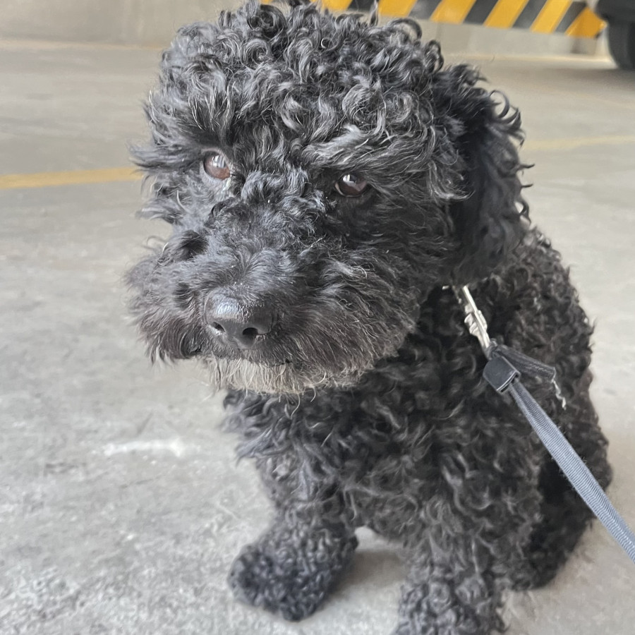  | Raza French Poodle o Caniche | Encontrado