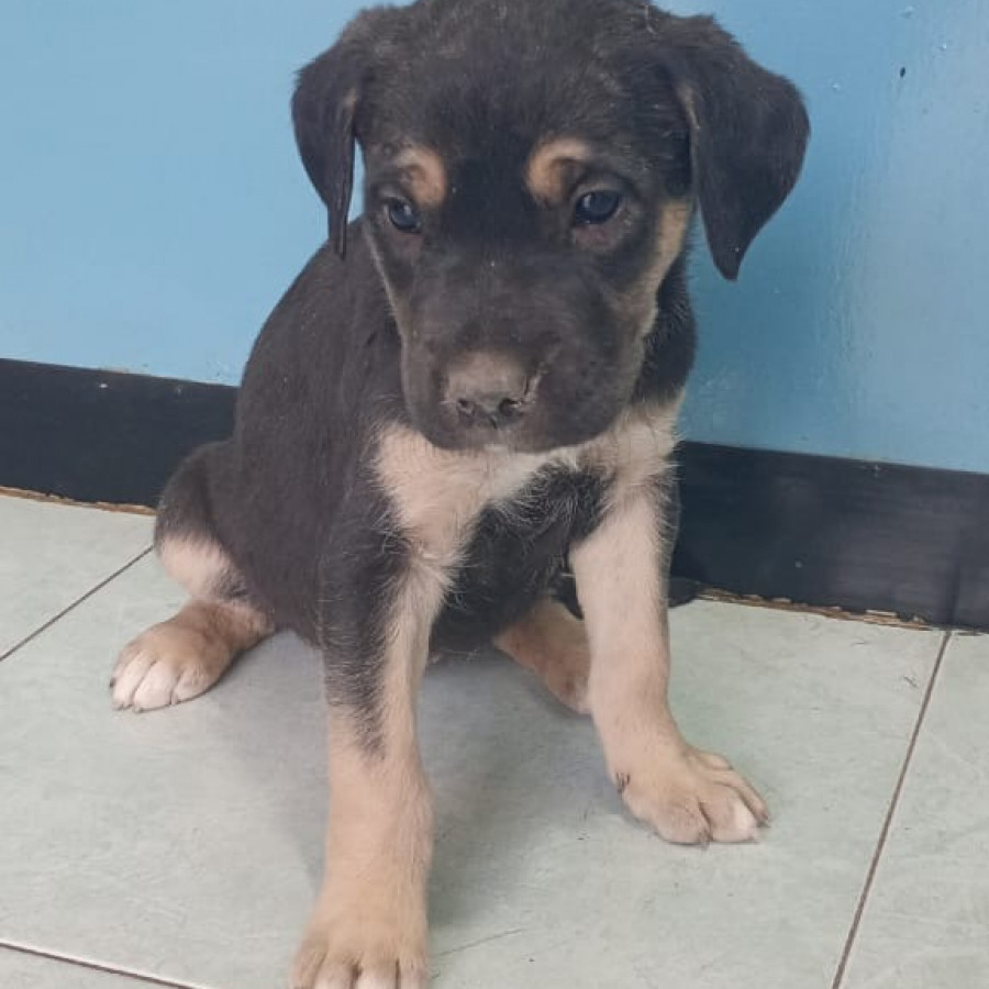 OREO | Raza Mestiza, cruza de American Pitbull Terrier | En Adopción