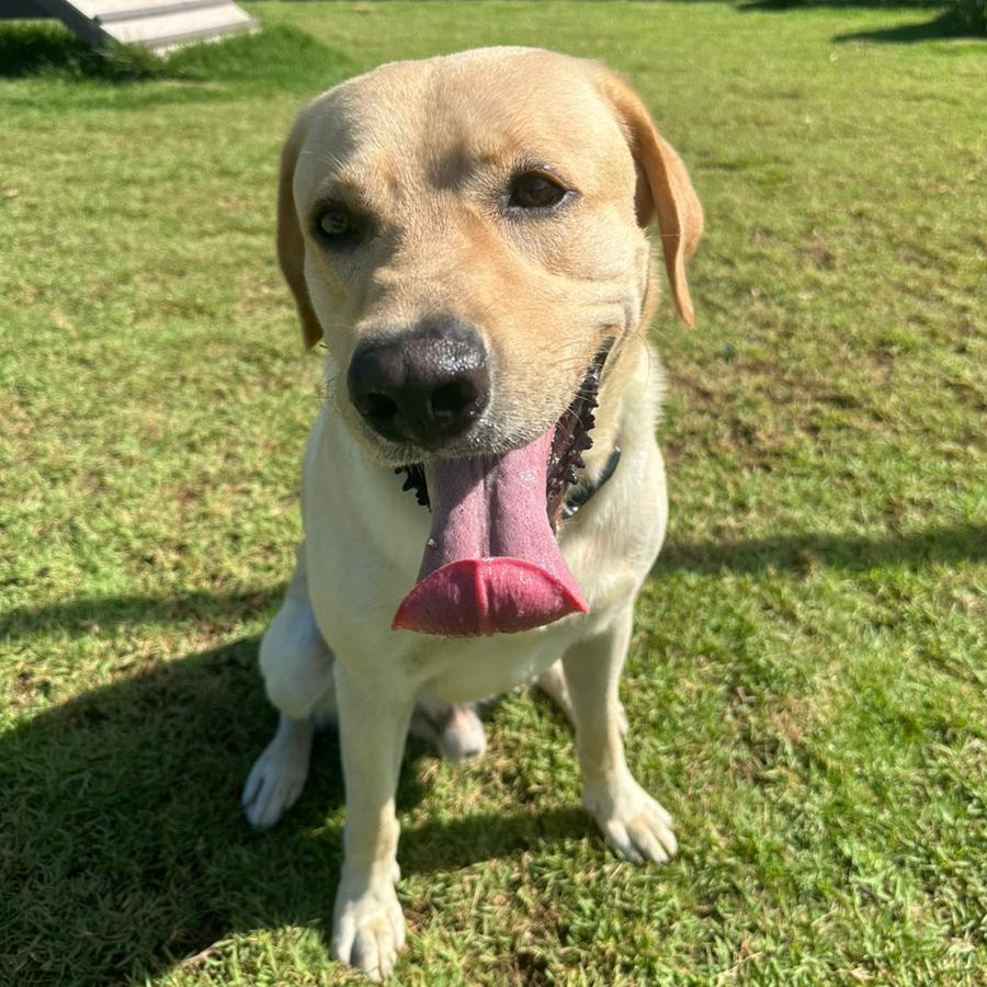 COCO | Raza Labrador  | Perdido