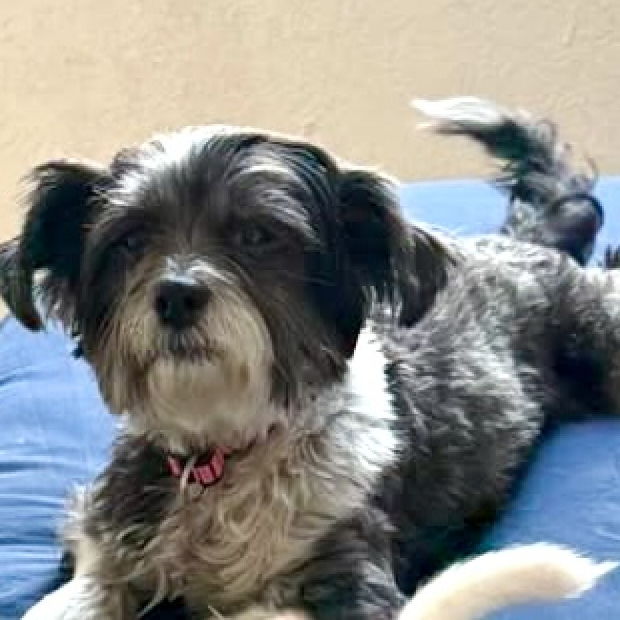MOTIS | Raza Shih Tzu  | Perdida