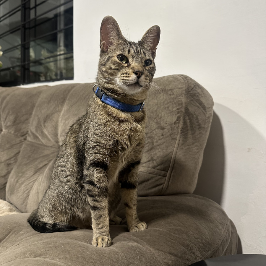 BRUNO | Raza Doméstico Américano de Pelo Corto | Perdido