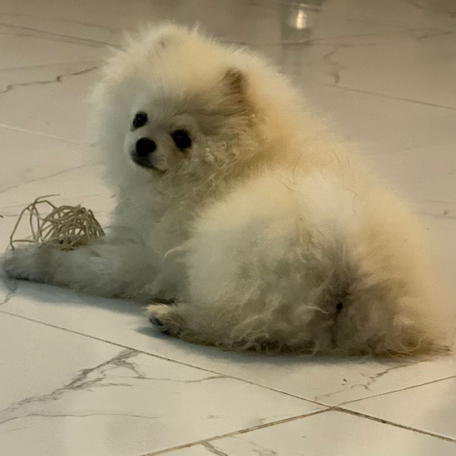 GALAK | Raza Pomerania | Perdido