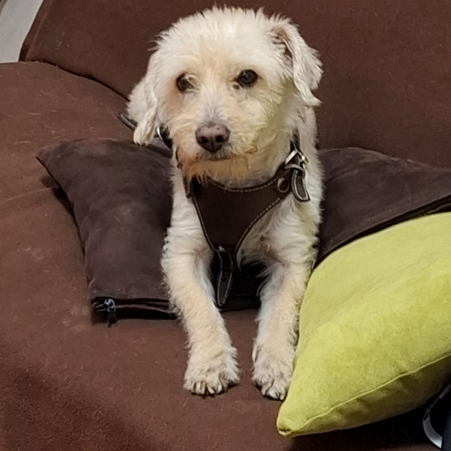 REX | Raza Mestizo | Perdido