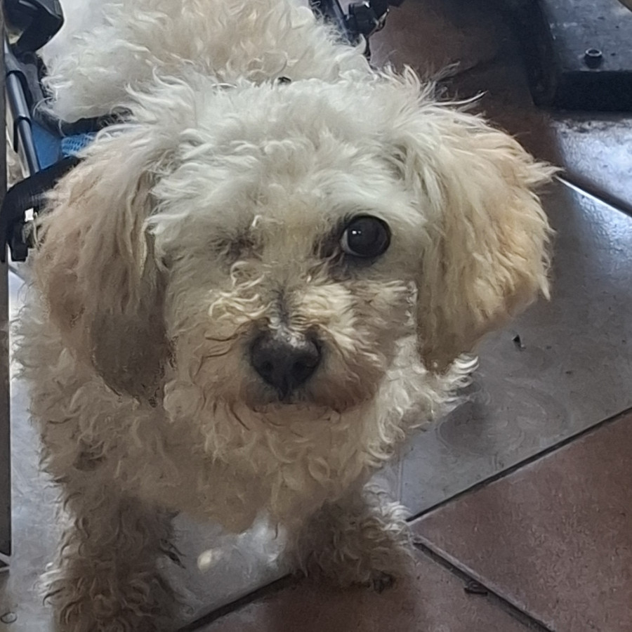 MAFALDA RAMONA | Raza Mestiza,  cruza de French Poodle con Maltés,  (Maltipoo) | Perdida