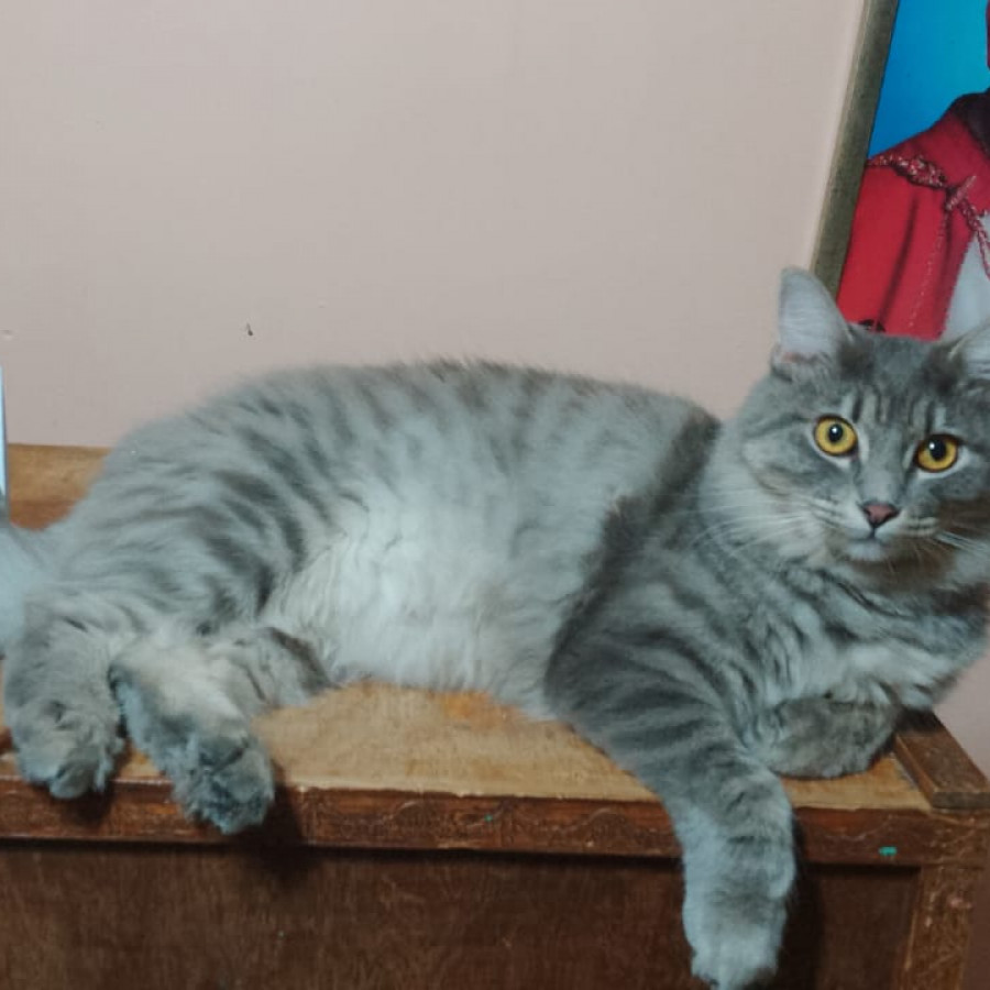 CLEO | Raza Doméstico Americano de pelo semilargo | Perdida