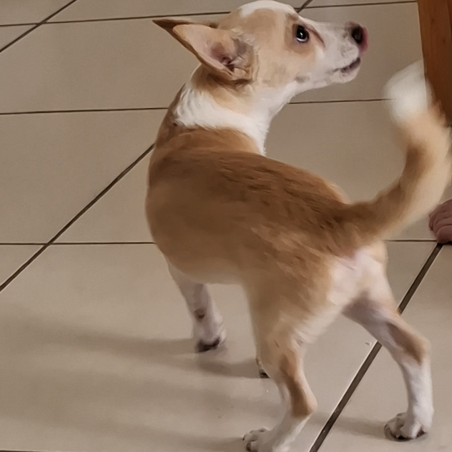 DUQUE | Raza Mestizo,  cruza de Chihuahua con Dachshund o Salchicha,  (Chiwinnie) | Perdido