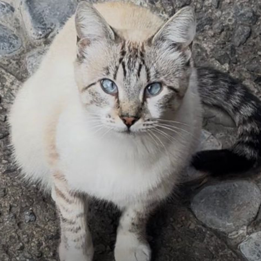  | Raza Aslan o Siamés moderno, punto tabby | Encontrada