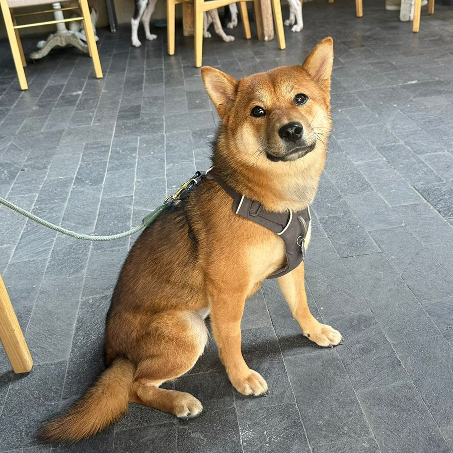 HACHI | Raza Shiba Inú | Final Feliz