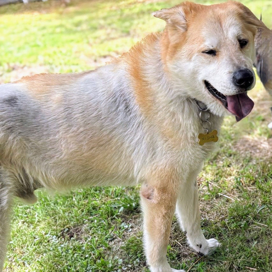 MISHA | Raza Mestizo, Cruza de  Chow Chow | Perdido