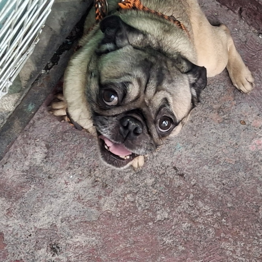 BENITO | Raza Pug o Carlin | Final Feliz