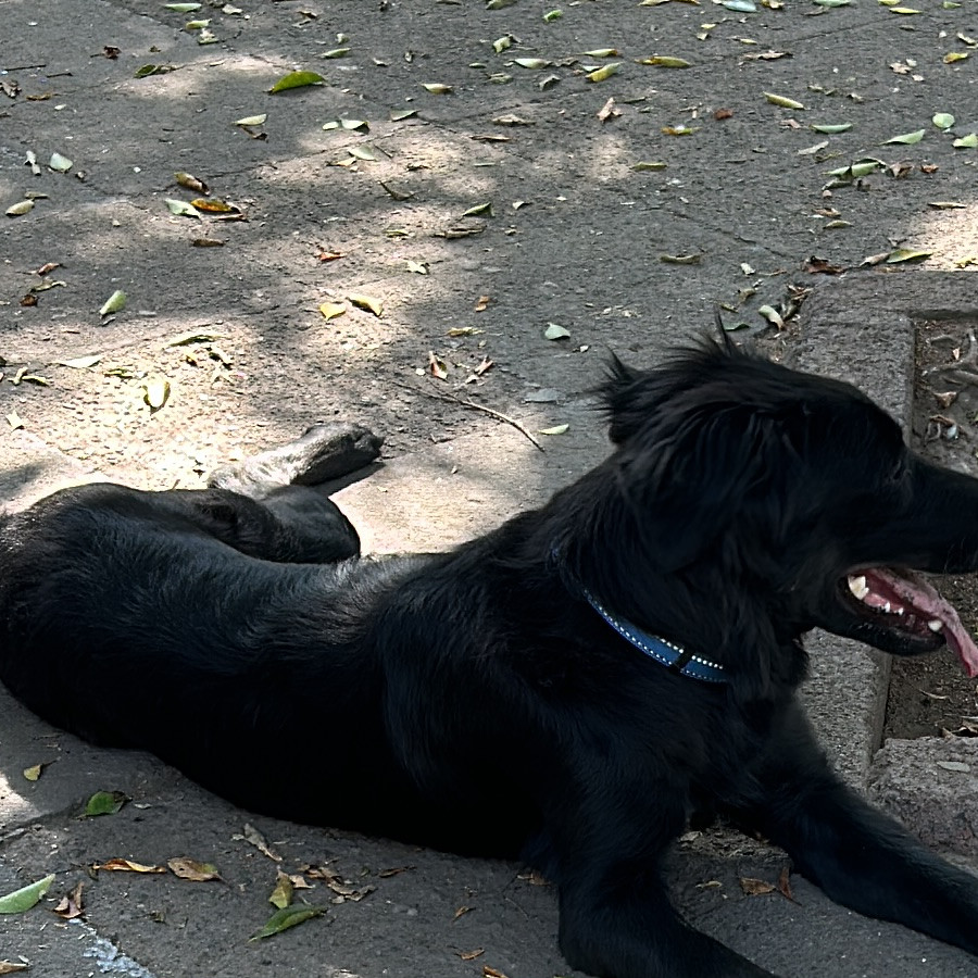 LUCCA | Raza Mestizo,  cruza de Border Collie con Labrador | Final Feliz