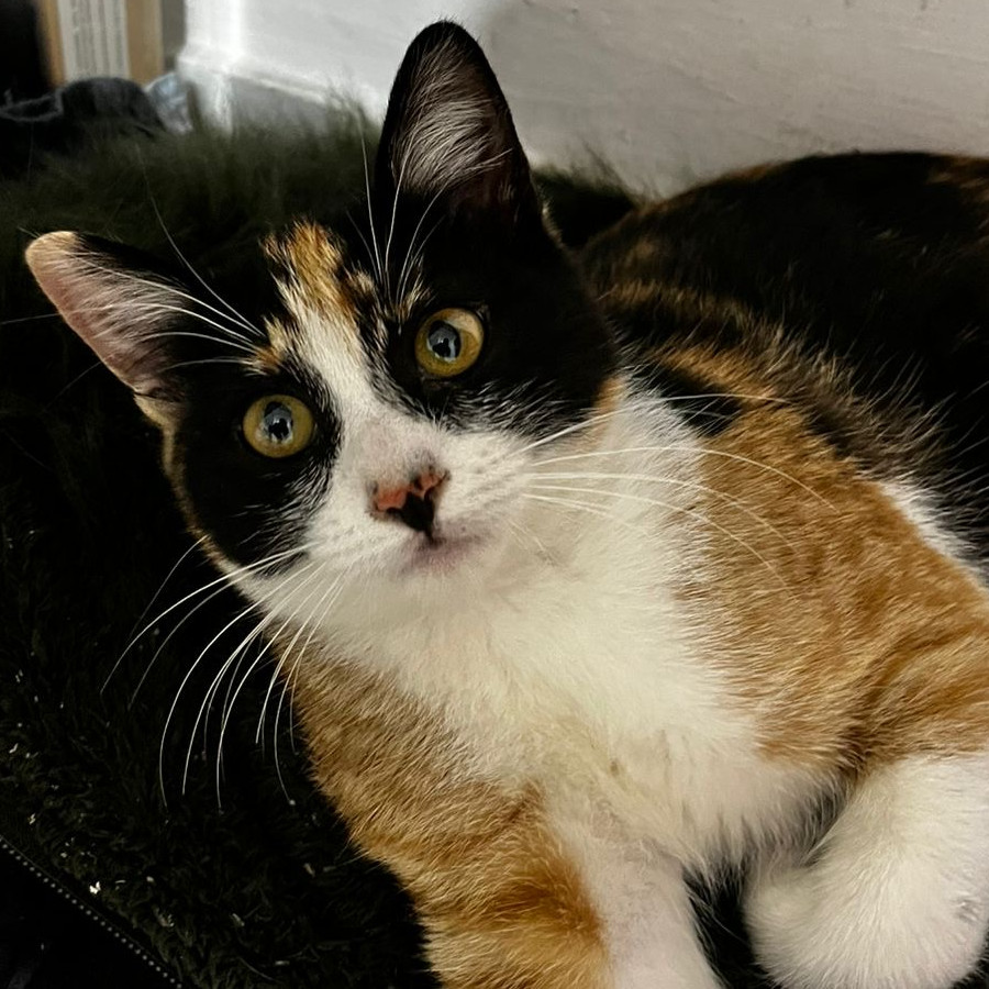 MOCA | Raza Calicó de pelo corto | En Adopción