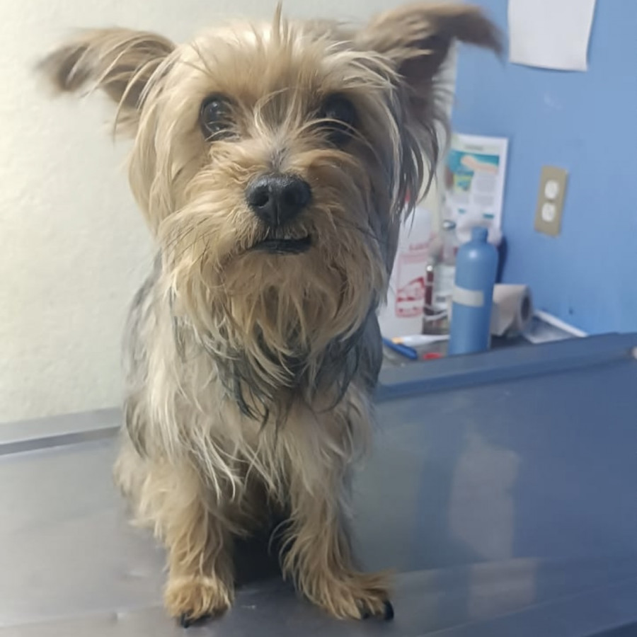 NICK | Raza Silky Terrier Australiano | Final Feliz