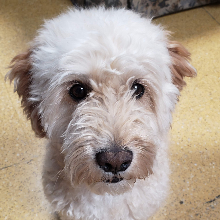 ROBERT | Raza French Poodle o Caniche | Perdido