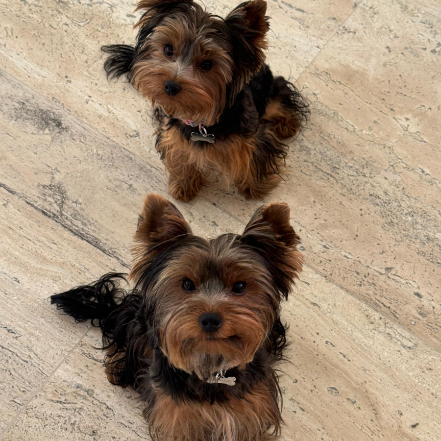 BRUNO Y LOLA | Raza Yorkshire Terrier (Yorkie) | Final Feliz