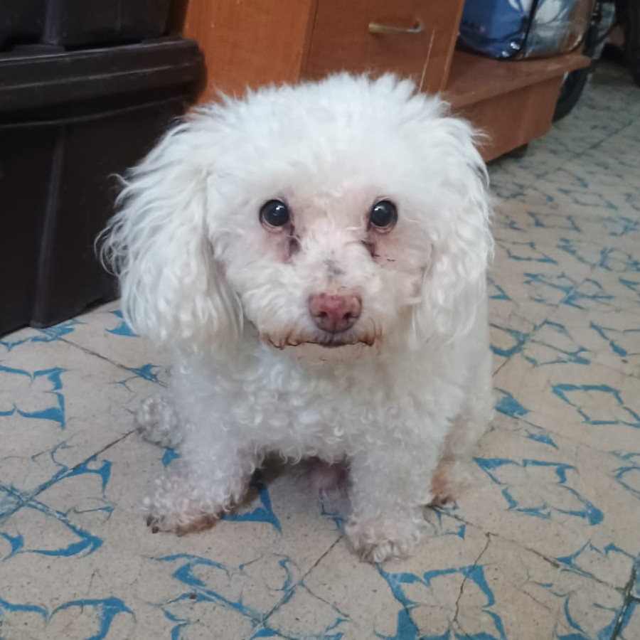 HACHY | Raza French Poodle o Caniche | Perdido