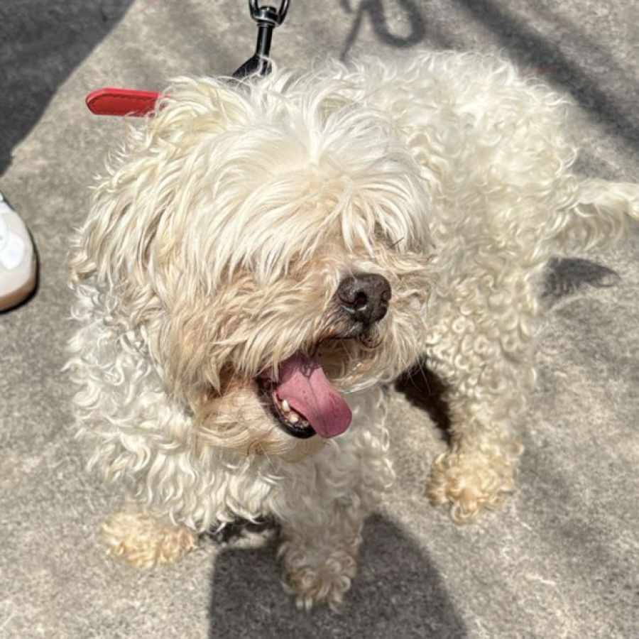  | Raza Mestizo, cruza de French Poodle | Encontrado