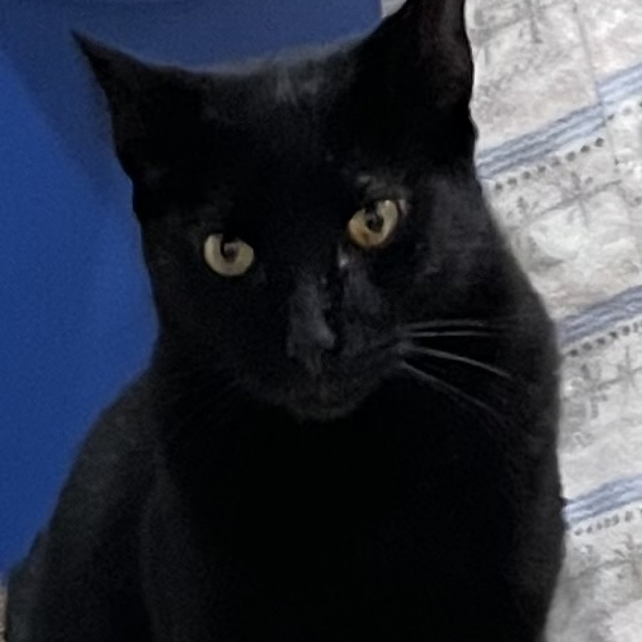 SEBASTIAN | Raza Bombay | Perdido